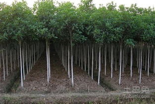 成都苗木價格和公司介紹