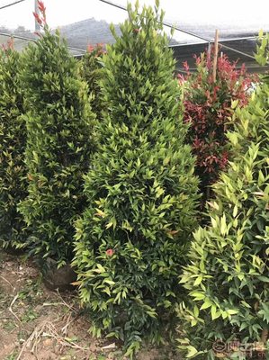 【江西綠化苗木袋苗紅車、農(nóng)戶種植】綠化苗木,價(jià)格,廠家,供應(yīng)商,花木,龍海市東泗興輝園藝場 - 產(chǎn)品庫