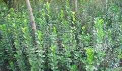 供應(yīng)綠化苗木:北海黃楊、大葉黃楊、小葉葉黃楊、衛(wèi)矛_農(nóng)副產(chǎn)品_世界工廠網(wǎng)中國產(chǎn)品信息庫