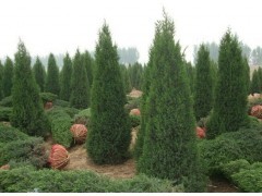 北京儈 快柏 塔儈|喬灌木|綠化苗木|供應信息|597苗木網