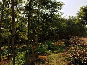 交趾黃檀價(jià)格 優(yōu)質(zhì)大紅酸枝樹(shù)苗專業(yè)供應(yīng)