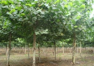 河北法桐苗木基地——優質苗木的搖籃