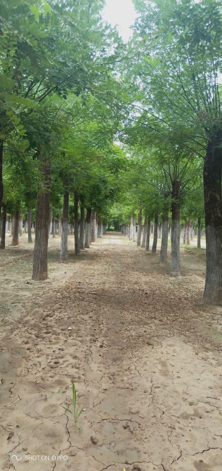 21公分白蠟博冉苗木誠信服務 專業苗木供應，品質保證