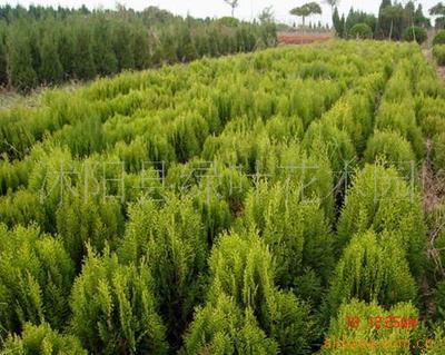 灌木與綠化苗木供應 品種、價格與選購指南